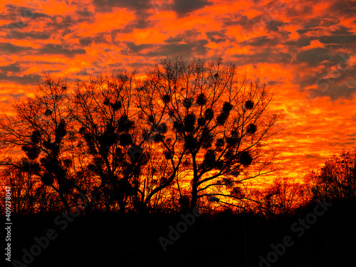 Fototapeta Naklejka Na Ścianę i Meble -  climatic sunset in winter.