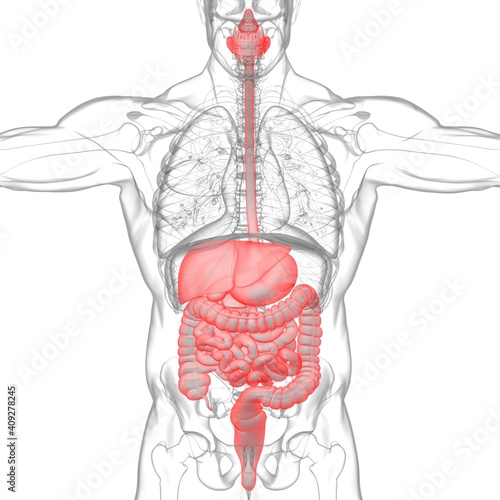 Human Digestive System Anatomy For Medical Concept 3D