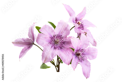  clematis flower