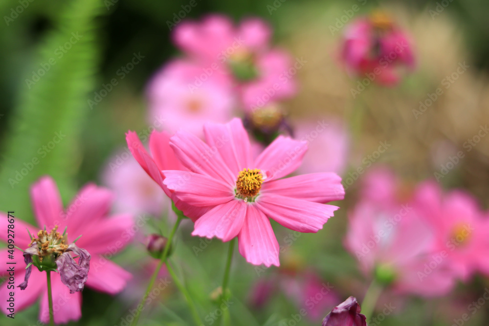 Pink flowers in the garden. Pink cosmos close up. Pink flowers in the garden. Pink cosmos close up.