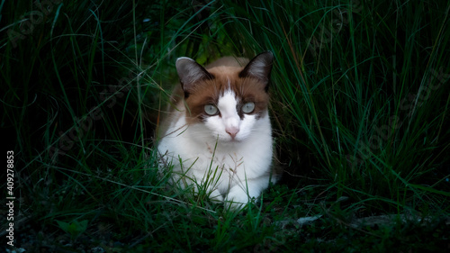 Cat on the grass. Brown cat with dark expression on the grass.