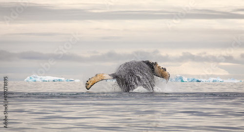 Breaching Humpback whale in Antarctic waters. photo