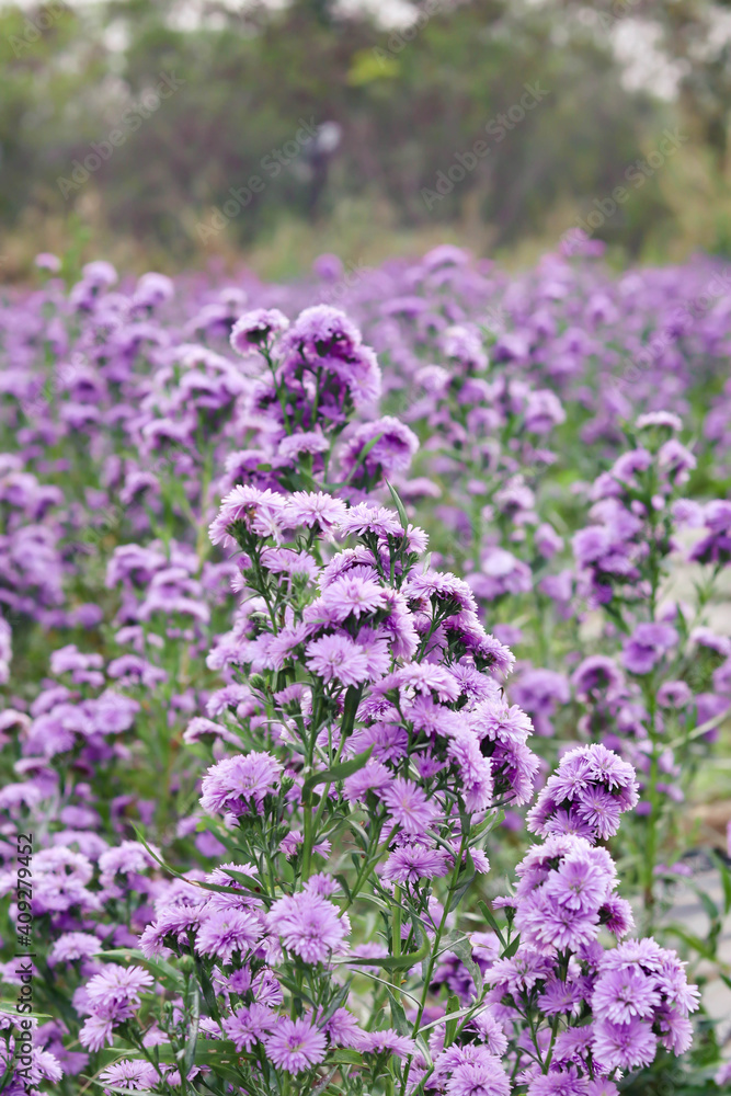 Fototapeta premium Violet and pink Margaret flowers blooming in the garden. Close-up beautiful and fresh Margaret flowers in natural light.