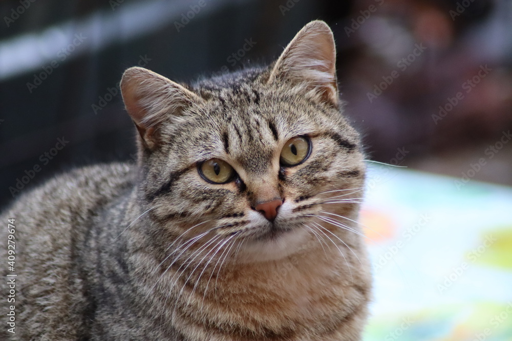 beautiful face of a gray cat close-up beautiful face of a gray cat close-up