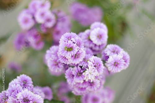 Violet and pink Margaret flowers blooming in the garden. Close-up beautiful and fresh Margaret flowers in natural light.