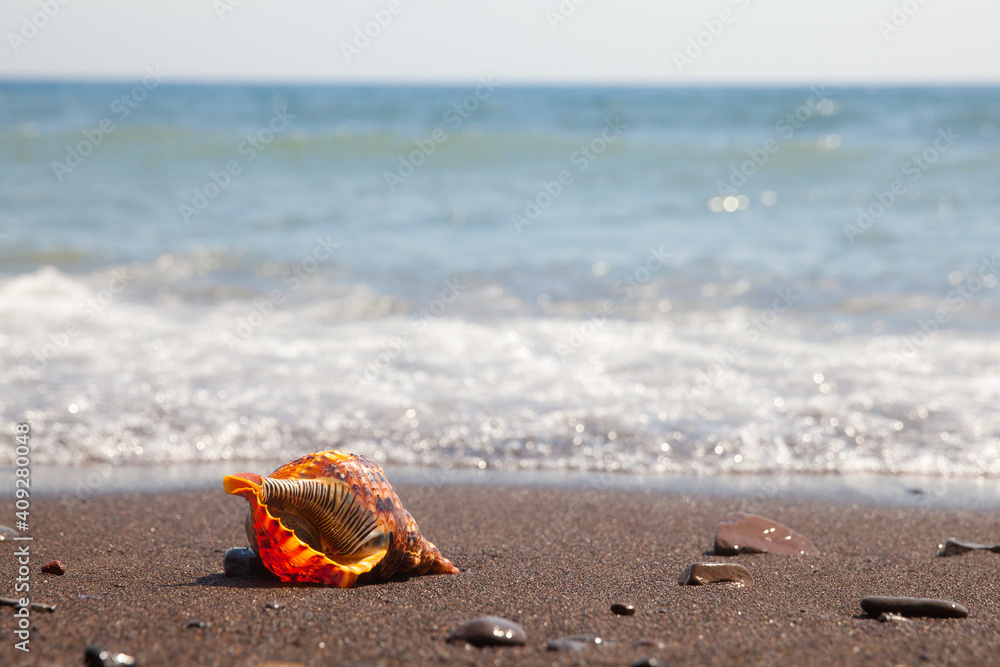 Triton is very large predatory marine gastropods in the genus Charonia. Triton is very large predatory marine gastropods in the genus Charonia.