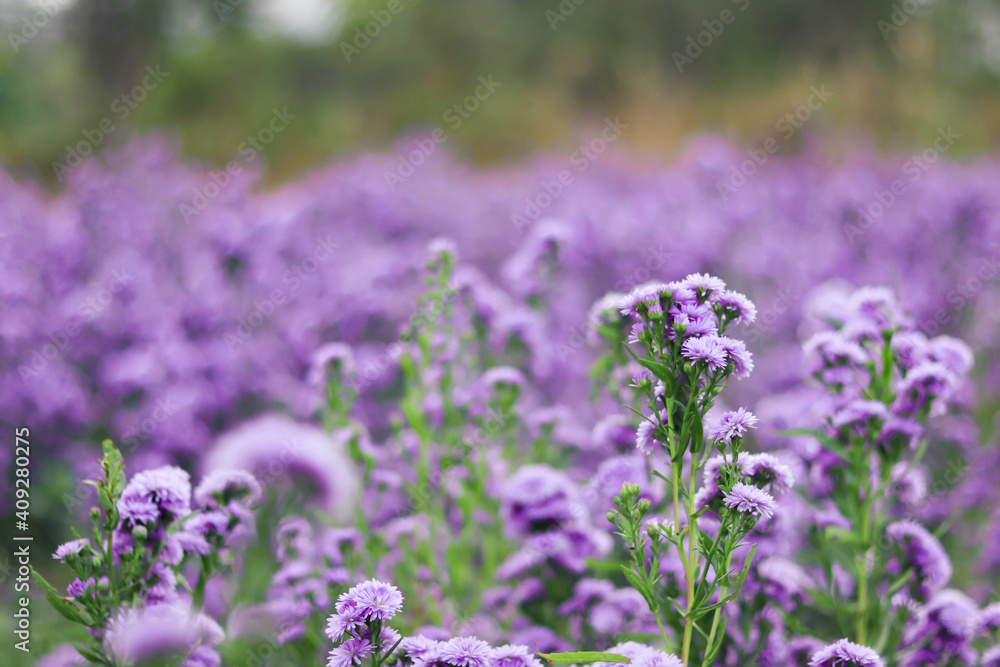 Fototapeta premium Violet and pink Margaret flowers blooming in the garden. Close-up beautiful and fresh Margaret flowers in natural light.