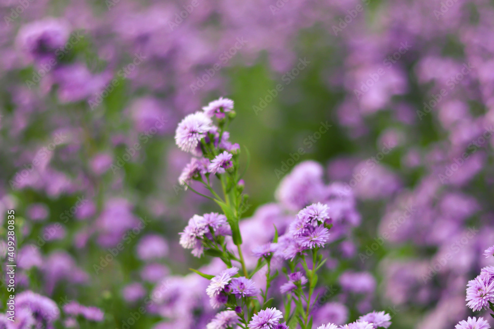 Violet and pink Margaret flowers blooming in the garden. Close-up beautiful and fresh Margaret flowers in natural light.