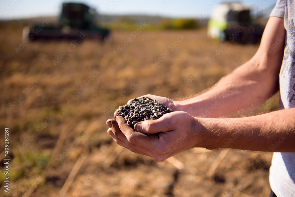 Sunflower grains in the hands, harvested in the field. Sunflower grains in the hands, harvested in the field.