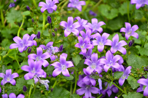Campanula bellflowers. Purple bellflowers. Campanula violet blossom. Beautiful fresh flowers. Summer nature. Garden, park or wild nature plant.