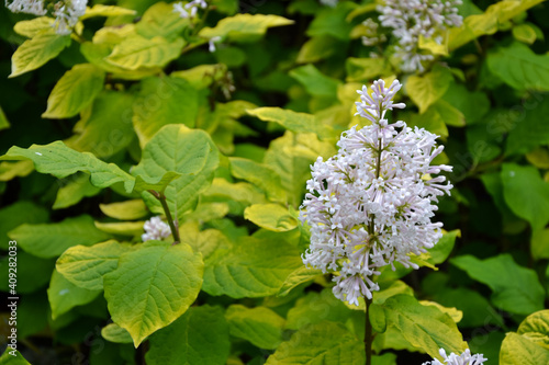 Cornus alba sibirica variegata. White flowers. Fresh foliage. Garden, park or wild nature plant. Beautiful summer nature.