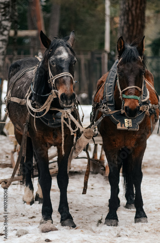 harnessed horses © Natalia
