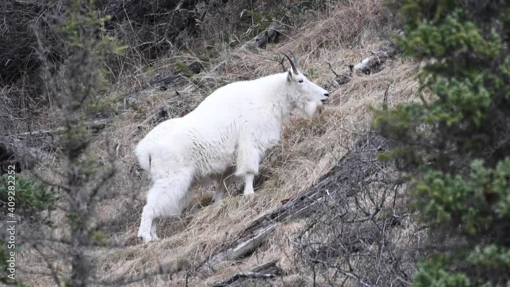 Mountain goat in the Canadian Rockies Mountain goat in the Canadian Rockies