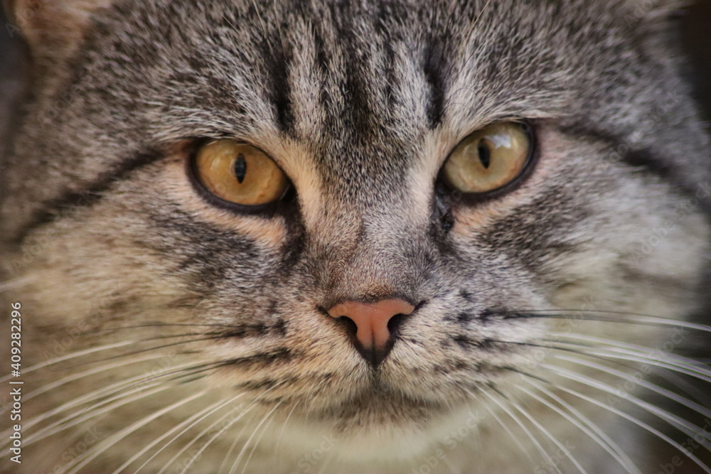 portrait of a cat portrait of a cat