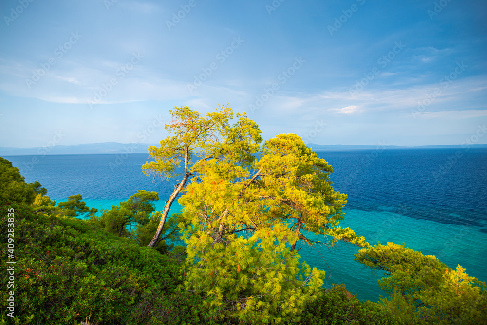 Mediterranean Trees near the sea in Greece