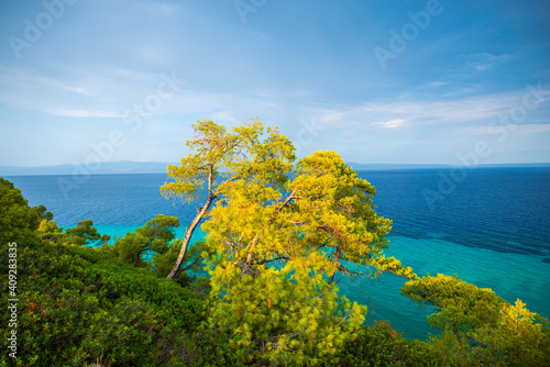 Fototapeta Naklejka Na Ścianę i Meble -  Mediterranean Trees near the sea in Greece