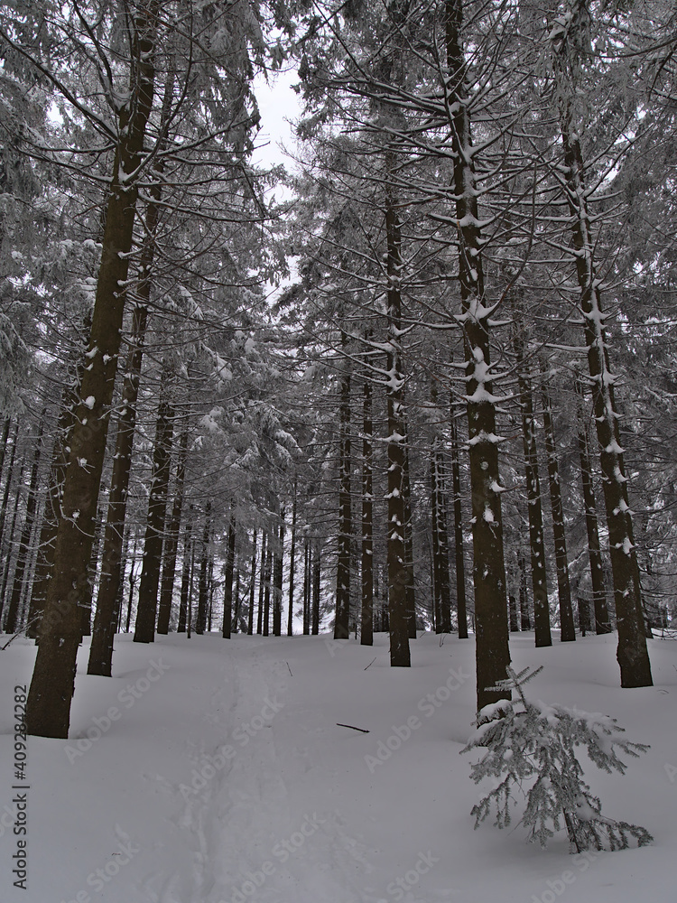 Fototapeta premium Beautiful view of snow-covered footpath leading through forest of coniferous spruce trees with bare trunks in winter season near Schliffkopf, Germany in the Black Forest hills in winter season.