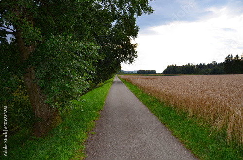 path in the park
