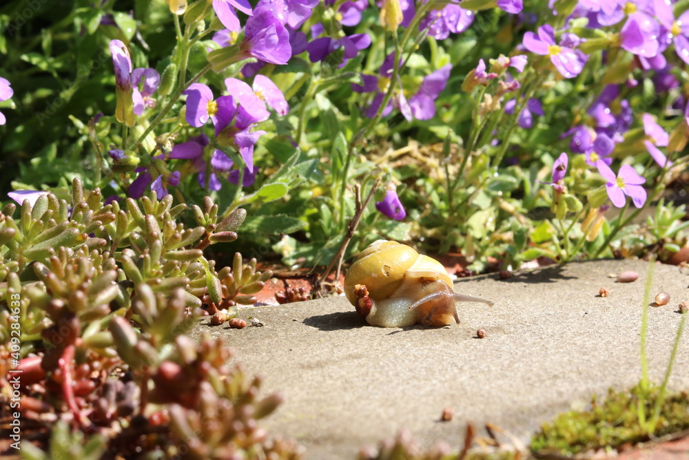 Fototapeta premium snail on the path in the garden
