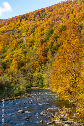 Autumn landscape in a mountain valley - yellow and red trees combined with green needles along the banks of the river with rocky banks. Colorful autumn landscape scene in the Ukrainian Carpathians.