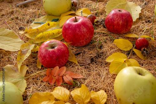 Fallen apples in the fall