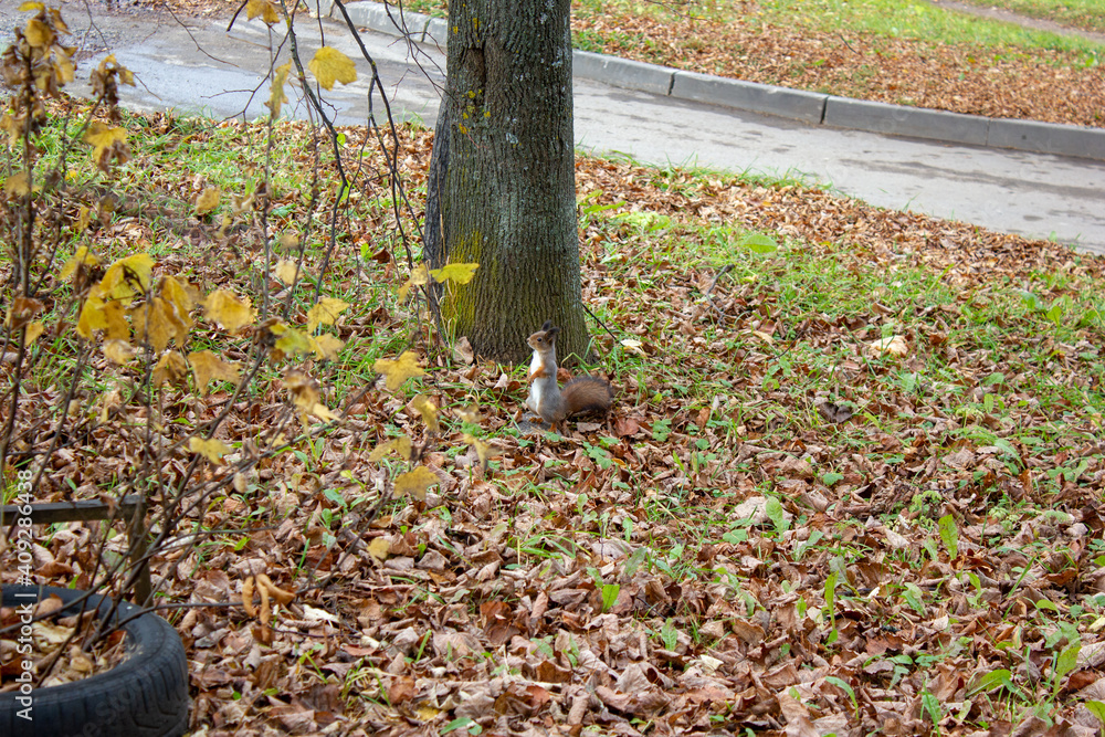 Squirrel on the ground Squirrel on the ground