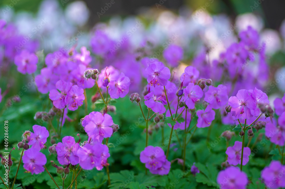 Geranium cantabrigiense karmina flowering plants with buds, group of ornamental pink cranesbill flowers in bloom in the garden Geranium cantabrigiense karmina flowering plants with buds, group of ornamental pink cranesbill flowers in bloom in the garden