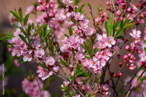 Prunus tenella dwarf Russian Almond pink flowers in bloom, beautiful ornamental plant in bloom