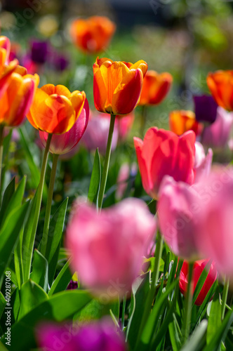 Amazing garden field with tulips of various bright rainbow color petals  beautiful bouquet of colors in sunlight daylight