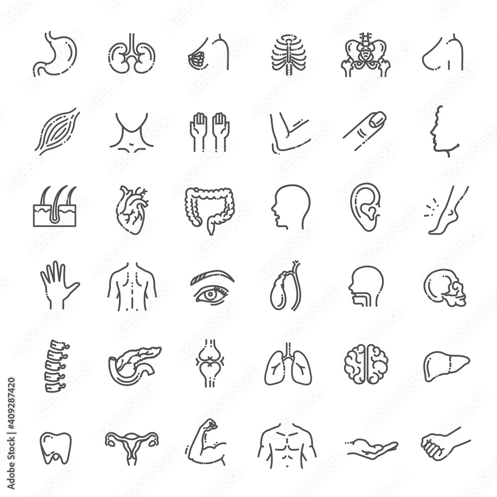 Fototapeta premium Set of vector line icons of anatomy