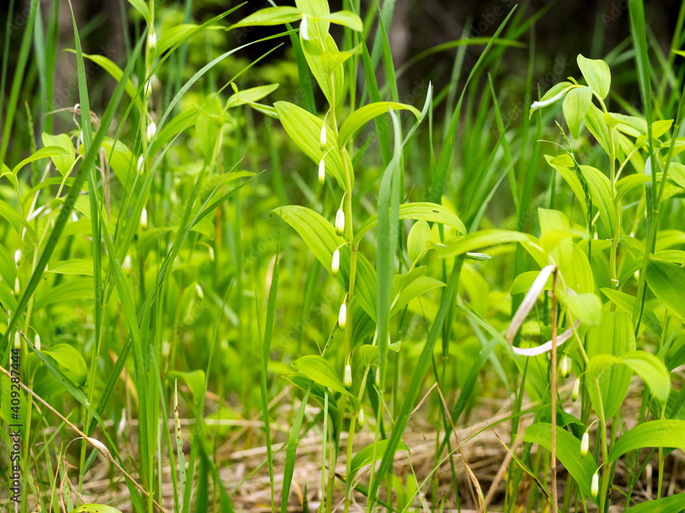 The thickets of the herbaceous plant Kupena fragrant or medicinal (Polygonatum odoratum) grows in shady areas in summer. The thickets of the herbaceous plant Kupena fragrant or medicinal (Polygonatum odoratum) grows in shady areas in summer.