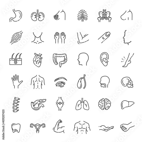 Set of vector line icons of anatomy
