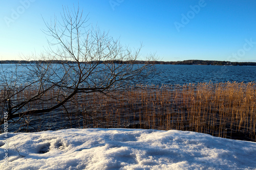 View over a lake with old golden reed. One sunny Swedish winter day. Snow on the ground. Stockholm, Sweden, Europe. photo