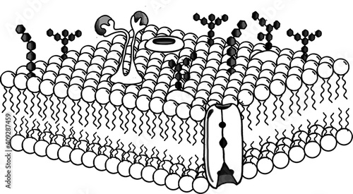 Cell Membrane and Transport Proteins png