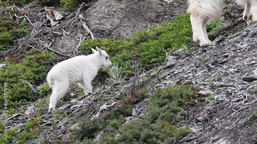 Mountain goat in the Canadian Rockies Mountain goat in the Canadian Rockies