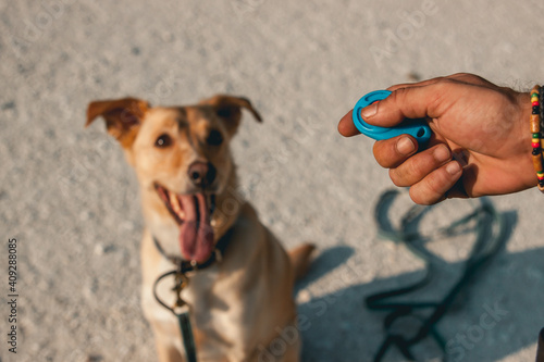 perro en adiestramiento canino photo