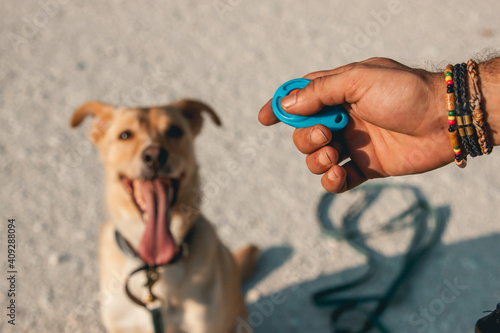 Bild auf Leinwand perro en adiestramiento canino