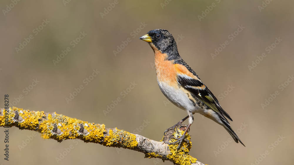 Brambling male sittting on a narrow branch Brambling male sittting on a narrow branch
