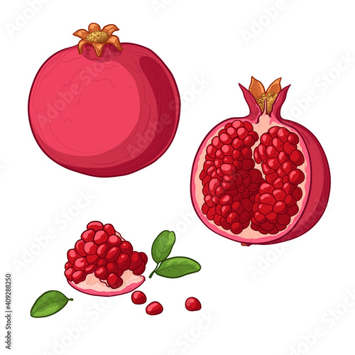 Fruit pomegranate set. Colorful vector illustration isolated on a white background.