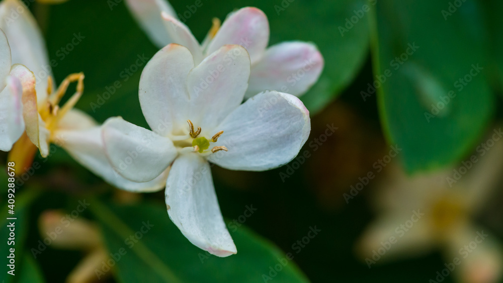 Honeysuckle Honeysuckle