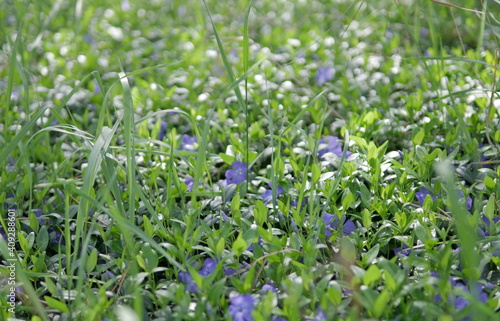 grass and flowers