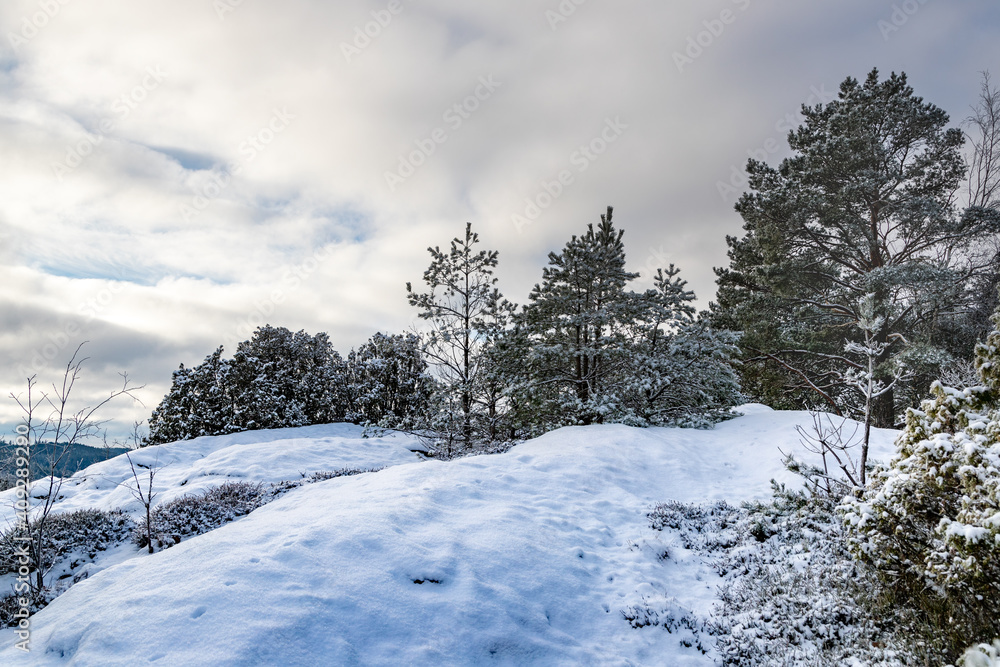 Fototapeta premium Natural winter landscape on a hill with trees and snow in Sweden