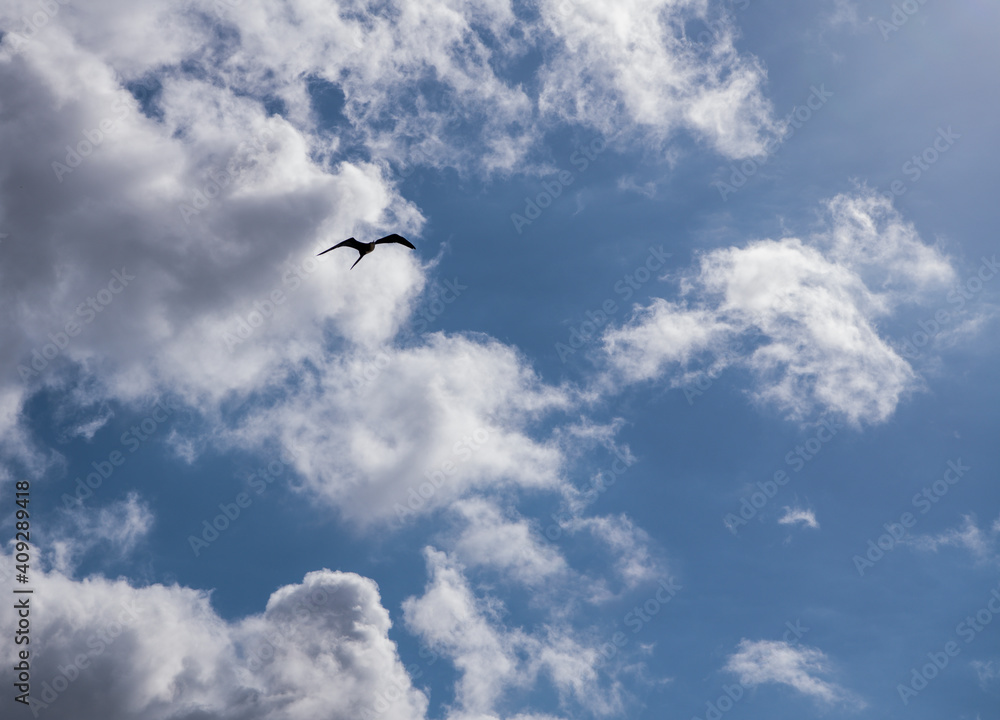 Bird flying over the beach Kopakabana.Mart 2020