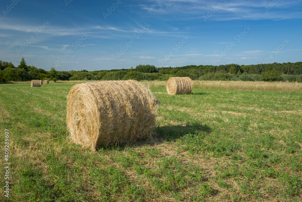 Round hay bales lying on the meadow