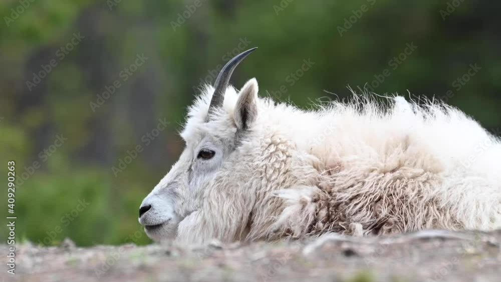 Mountain goat in the Canadian wilderness Mountain goat in the Canadian wilderness