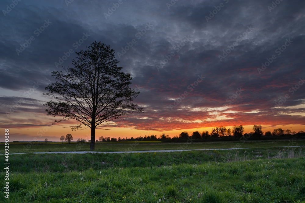 Fototapeta premium A beautiful sunset and a tree to the meadow