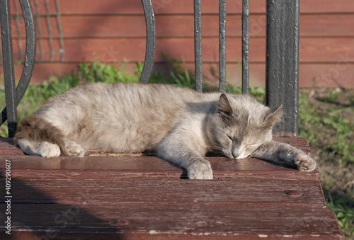 the cat sleeps on the bench