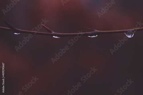 Water Drops on a Branch, Drops of water hanging from a branch