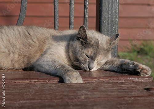 the cat sleeps on the bench