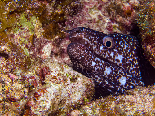 Spotted Morey Eel  Gymnothorax moringa  - Turks   Caicos